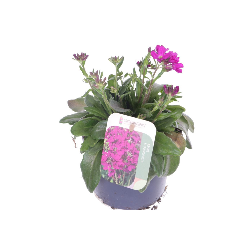 Arabis blepharophylla.