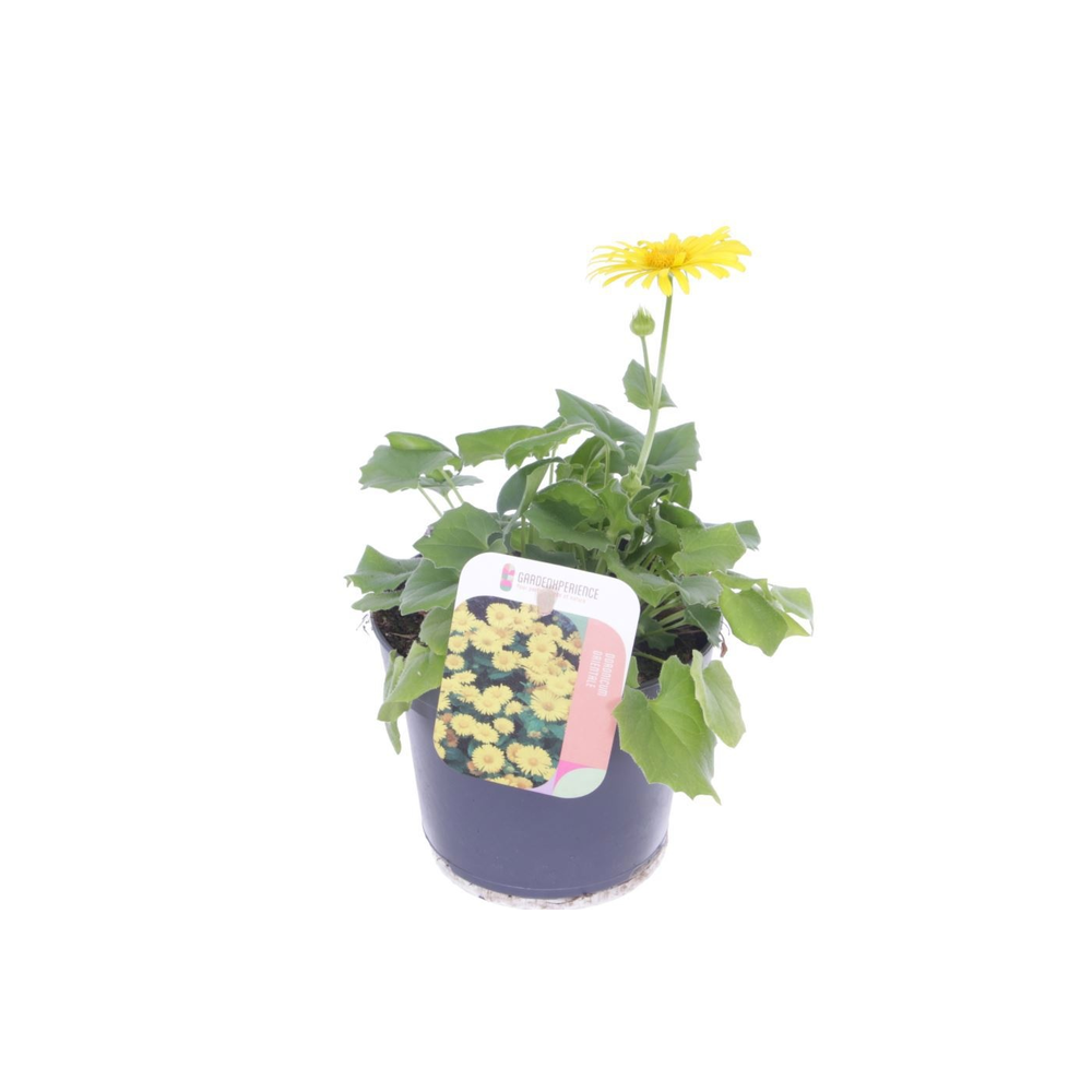 Doronicum orientale.