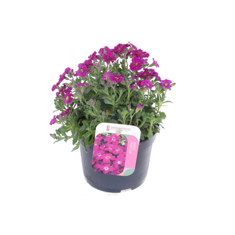 Aubrieta Axcent Lilac.