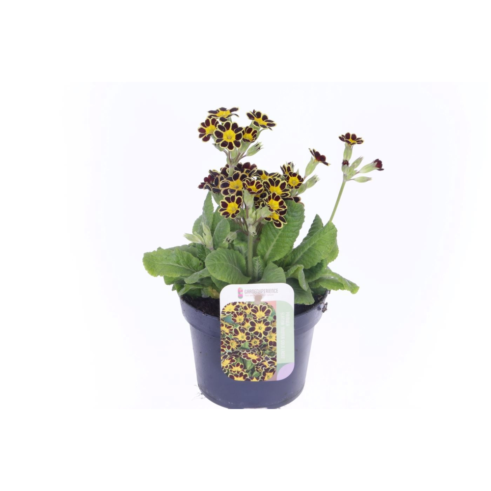 Primula elatior Mister Gold Laced.