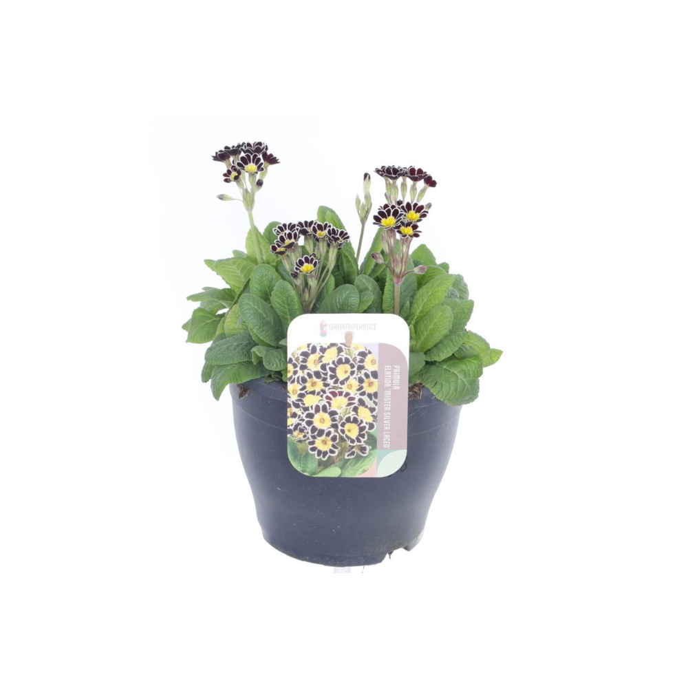 Primula elatior Mister Silver Laced.
