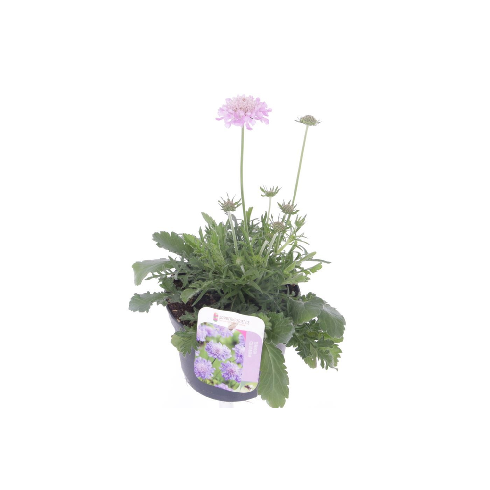 Scabiosa columbaria Butterfly Blue.