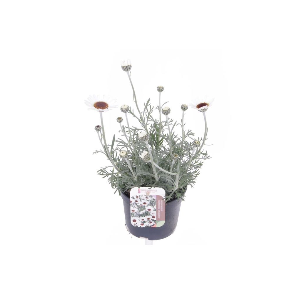 Rhodanthemum Casablanca.