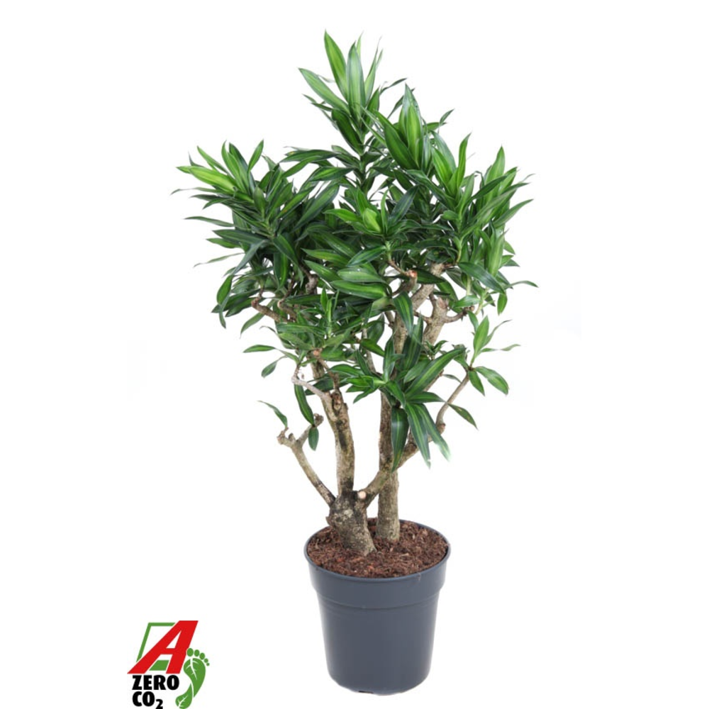 Dracaena Song Of Jamaica vertakt P24.