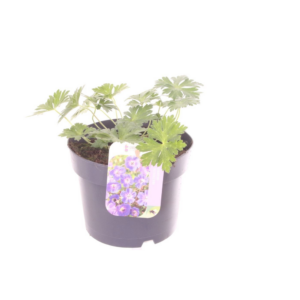 Geranium Rozanne.