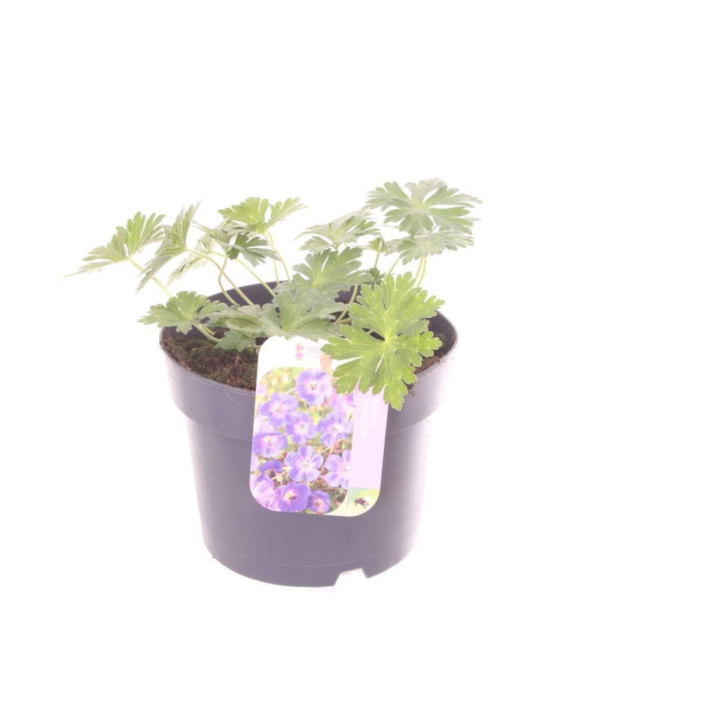 Geranium Rozanne.