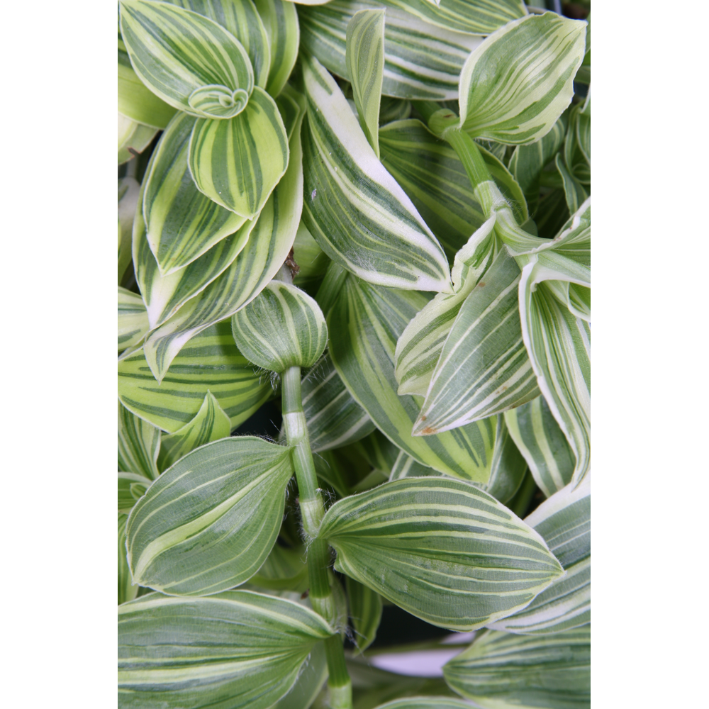 Tradescantia Ivory Hill.