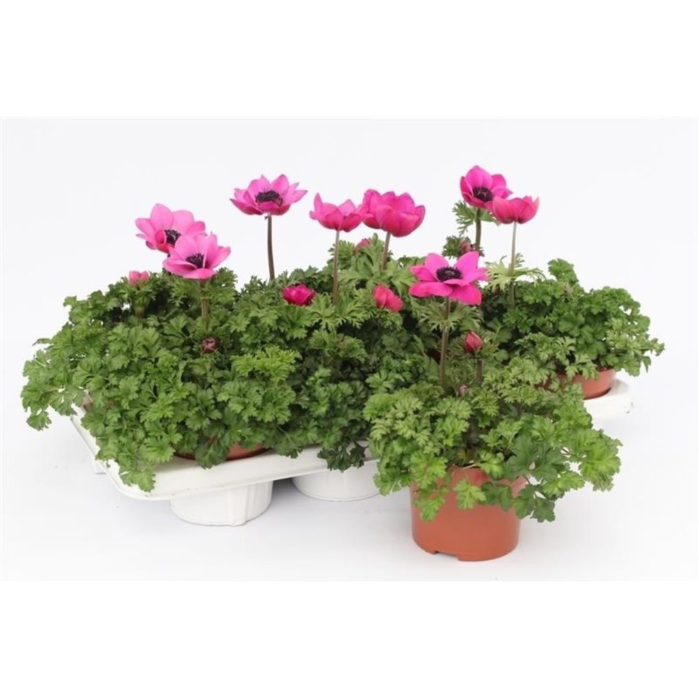 Anemone Harmony Orchid.