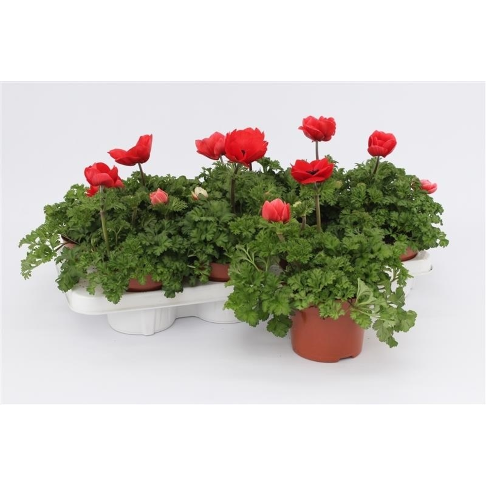 Anemone Harmony Scarlet.