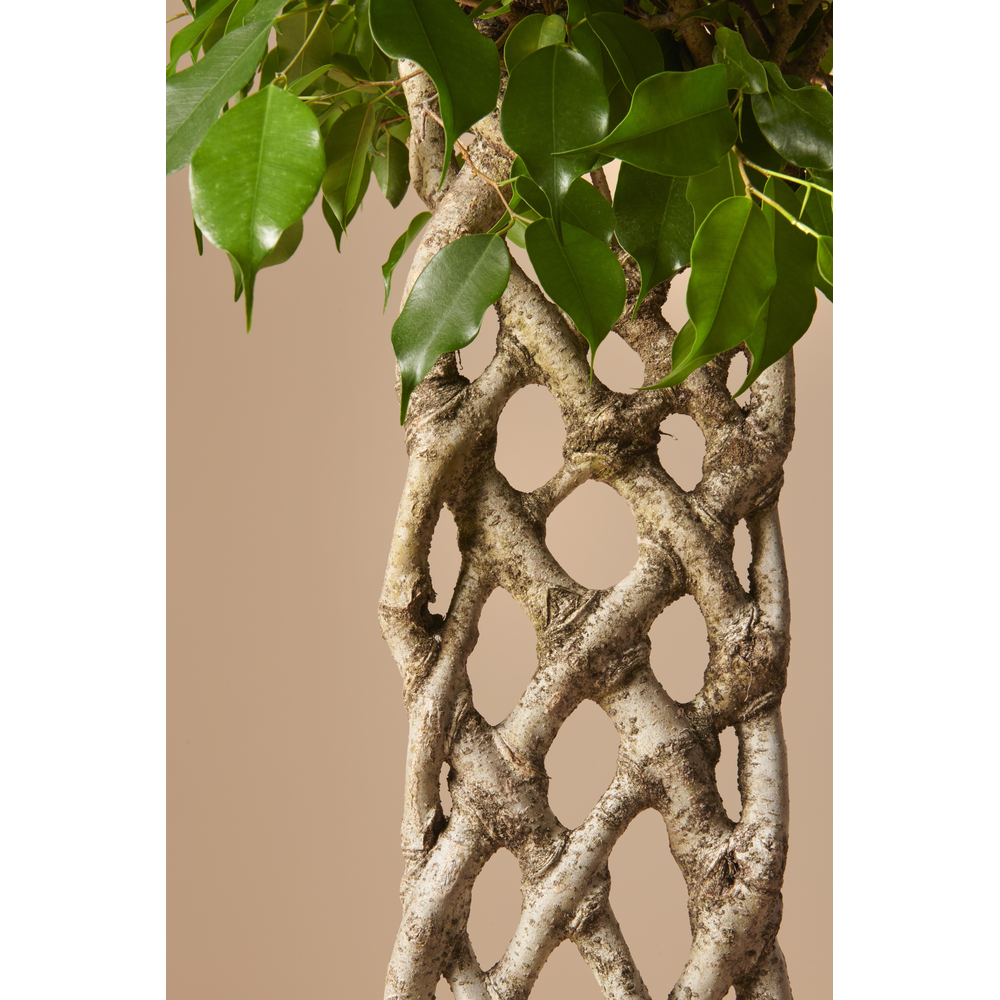 Ficus Benjamina Exotica mat p31.