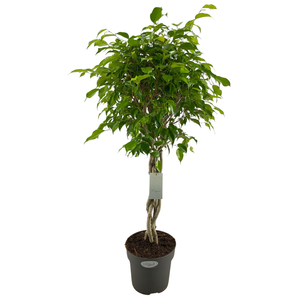 Ficus Benjamina Exotica gevlochten stam p24.
