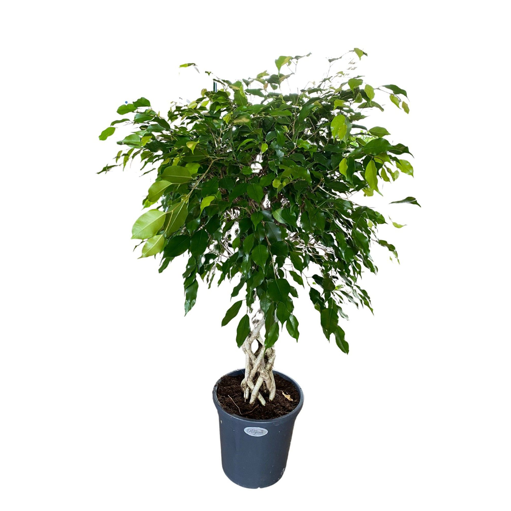 Ficus Benjamina Exotica koker p31.