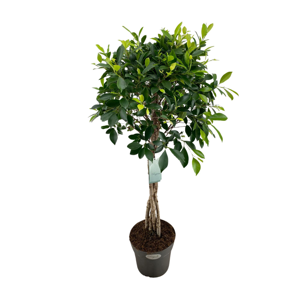Ficus Microcarpa Nitida gevlochten stam p24.
