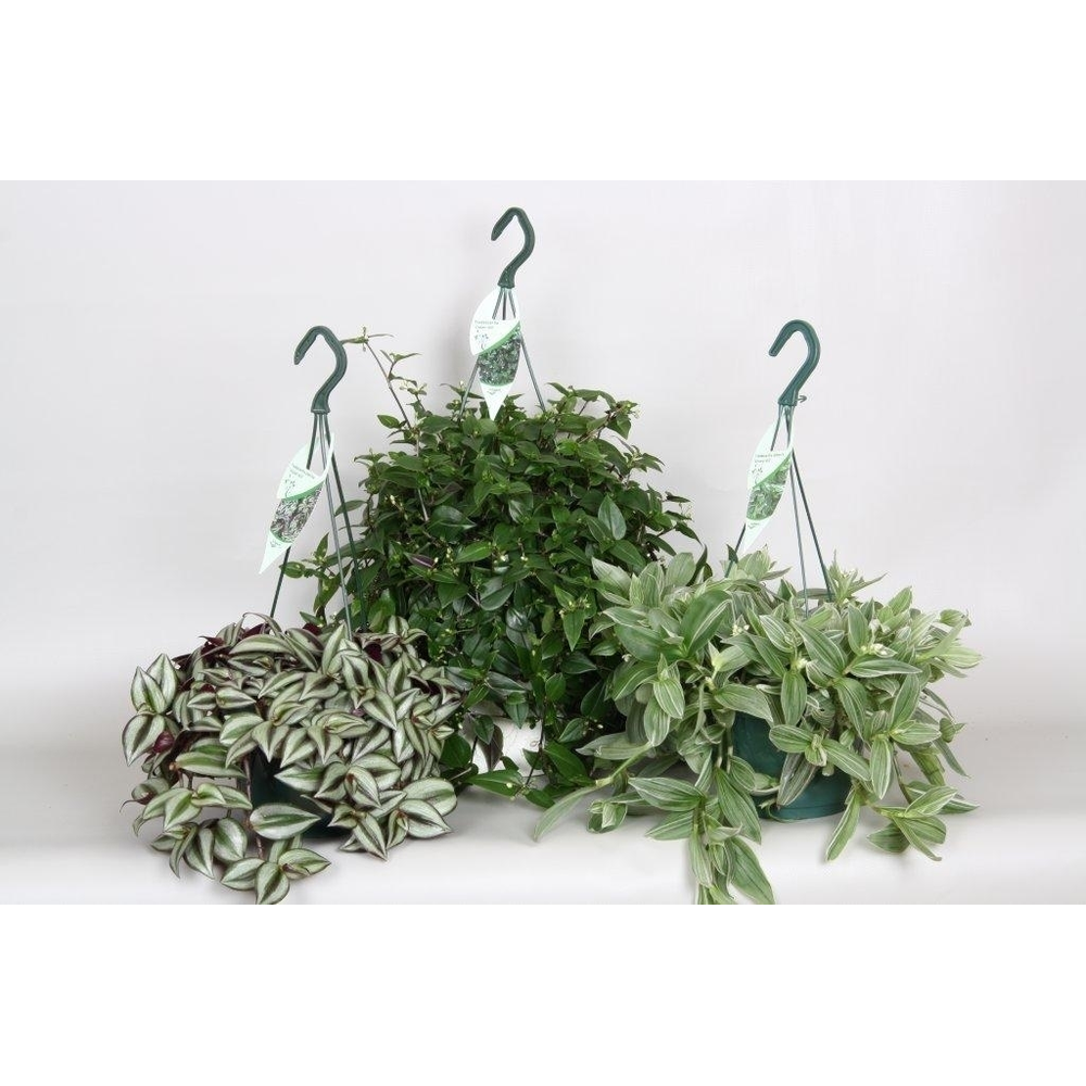 Tradescantia Overig.