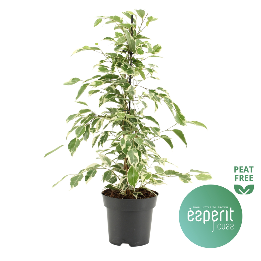 Ficus benjamina Twilight®.