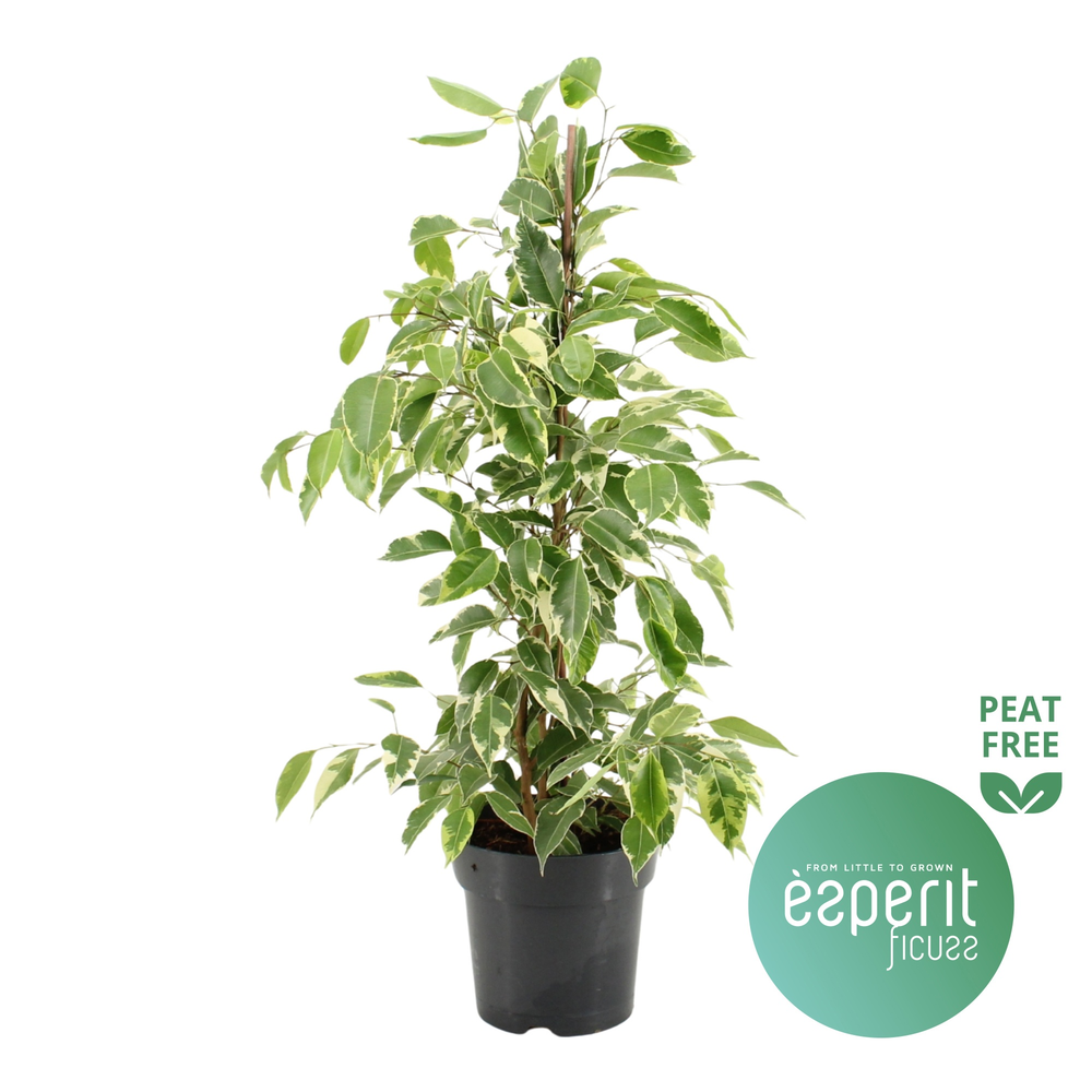 Ficus benjamina Golden King.