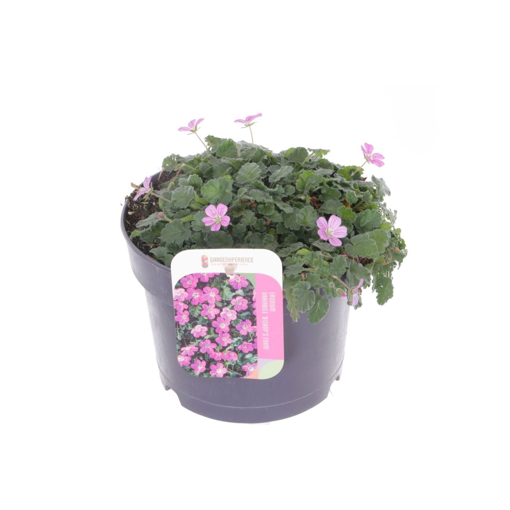 Erodium var. Bishop's Form.