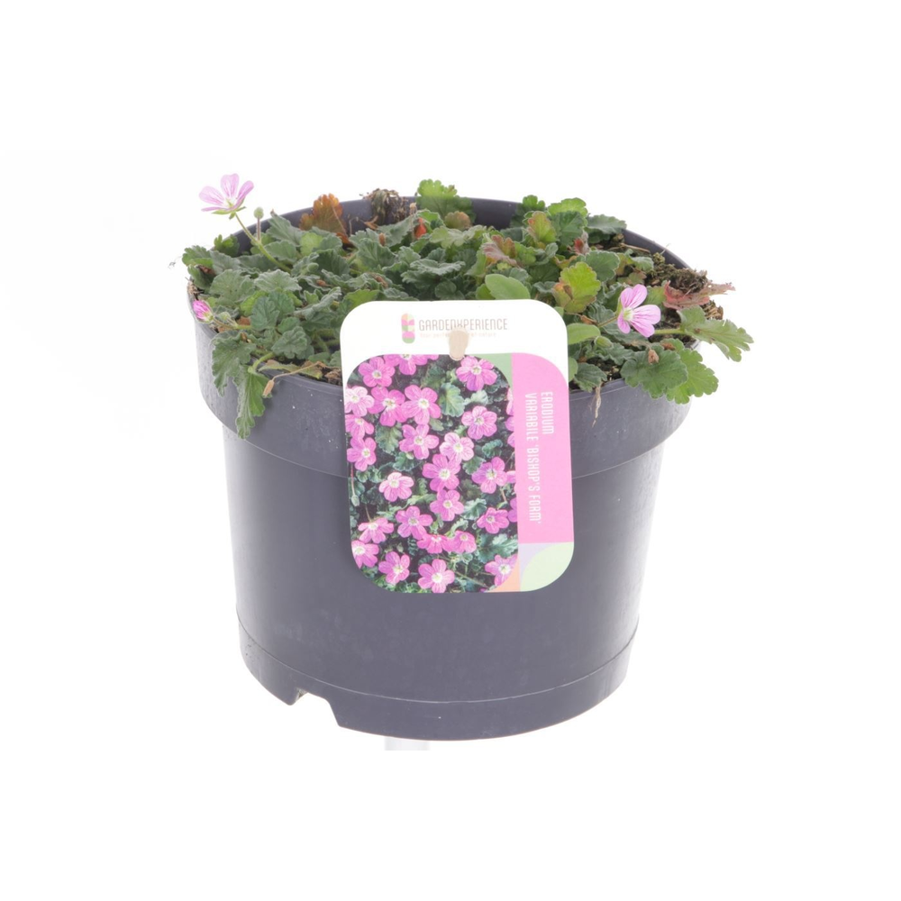 Erodium var. Bishop's Form.