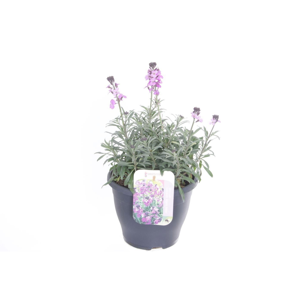 Erysimum lin. Bowles Mauve.