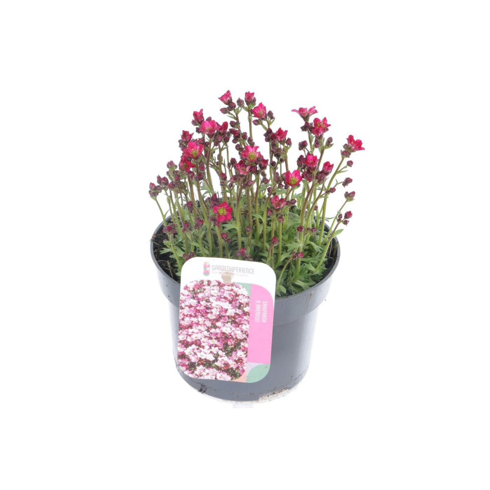 Saxifraga arendsii Peter Pan.