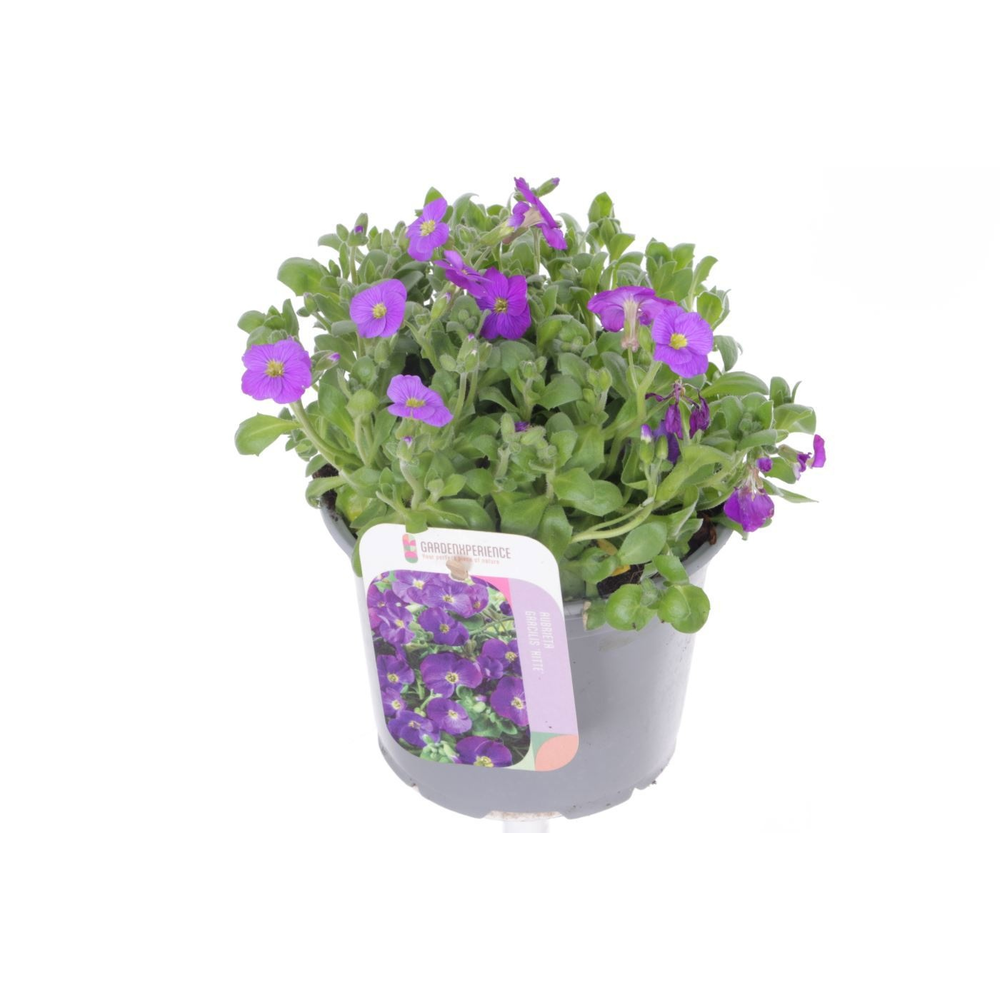 Aubrieta gracilis Kitte.