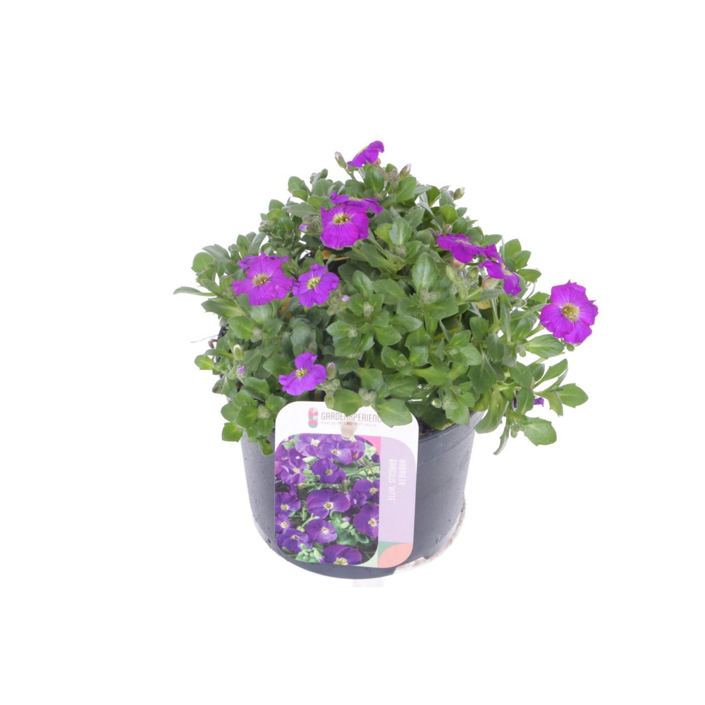 Aubrieta gracilis Kitte.