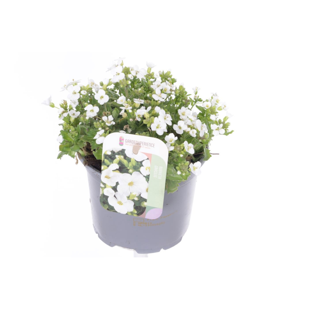 Aubrieta Regado White.