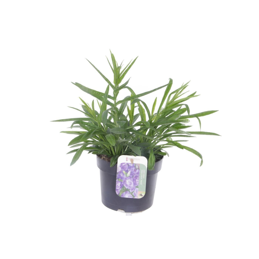 Campanula pers. Takion Blue.