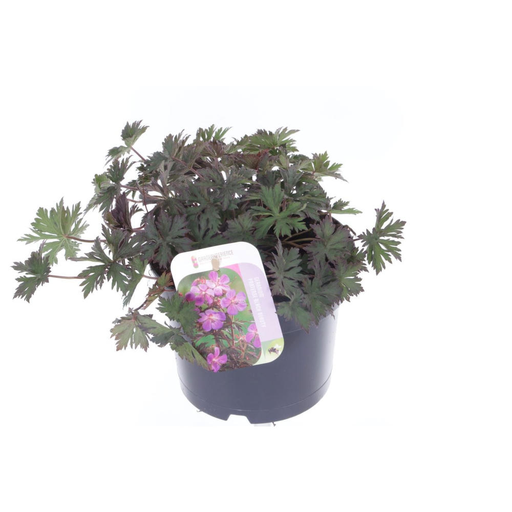 Geranium Black Beauty.