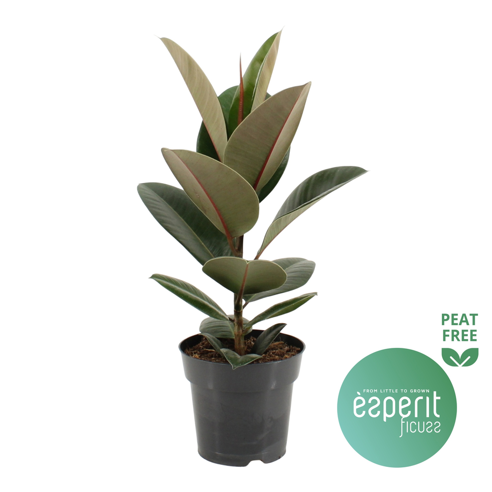 Ficus elastica Robusta.