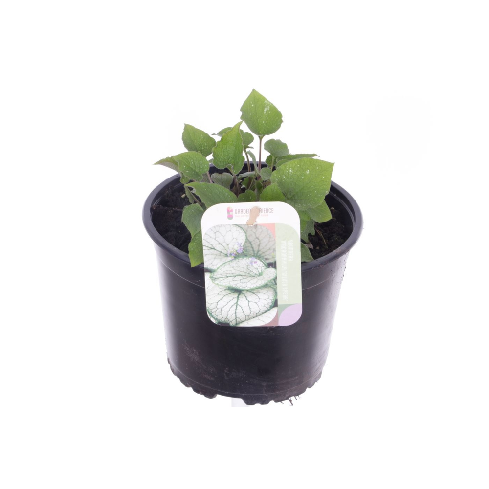 Brunnera macrophylla.