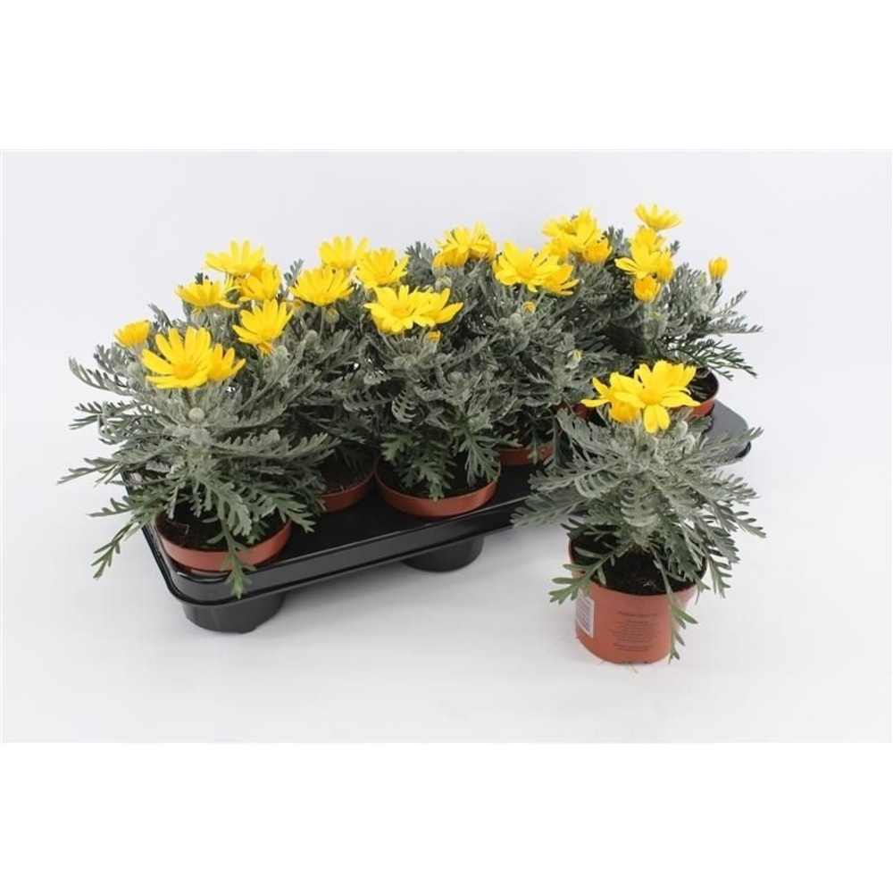 Euryops Pectinatus Silverstar.
