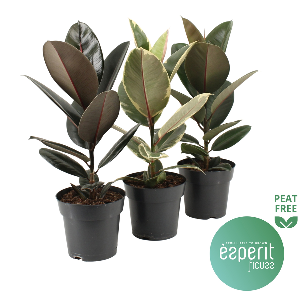 Ficus elastica Mix 2-3 srt..