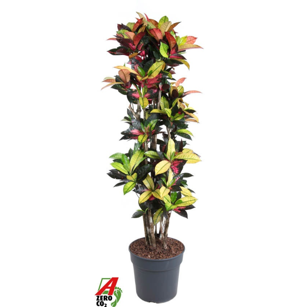 Codiaeum Mrs Iceton vertakt P34-160.