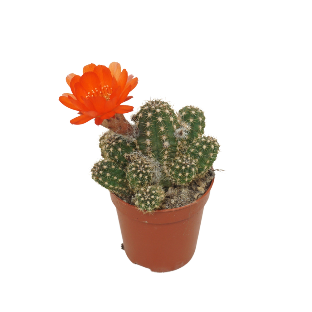 Chamaecereus ubink `Red` 5,5 cm bloeiend.