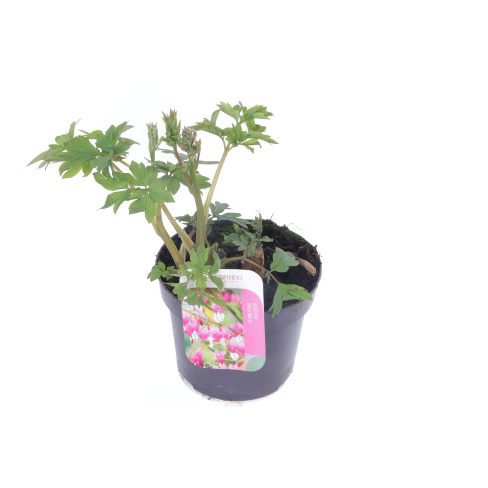 Dicentra spectabilis.