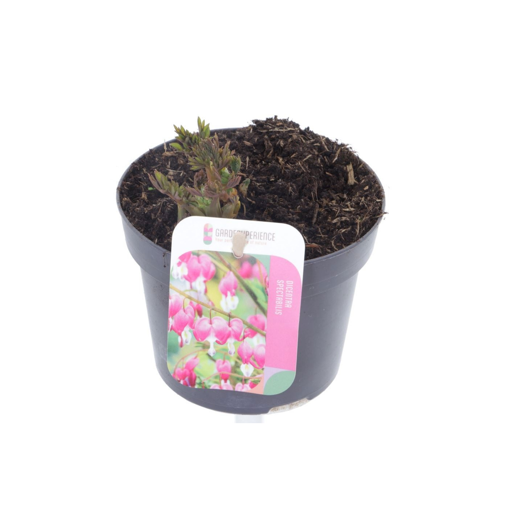 Dicentra spectabilis.