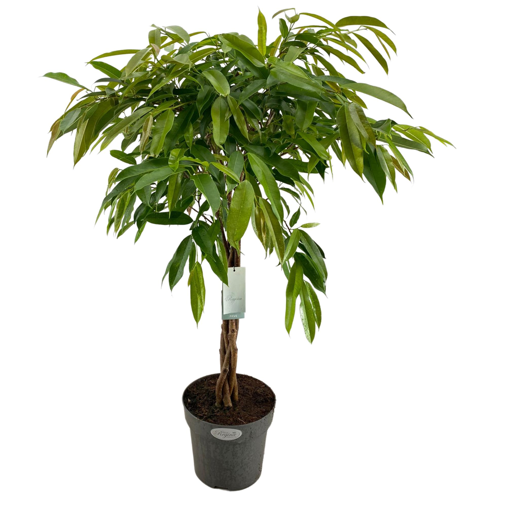 Ficus Binnendijkii Amstel King Gevlochten stam p24.