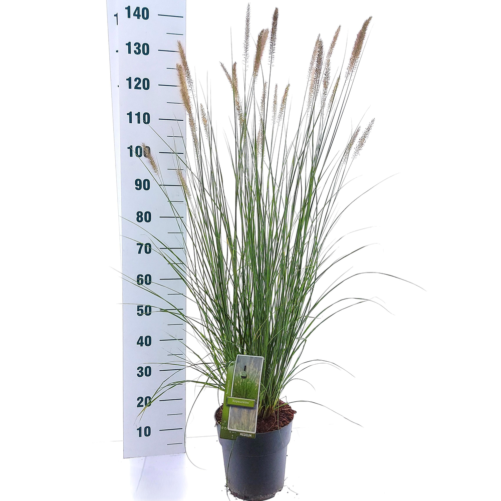 Pennisetum alopecuroides.