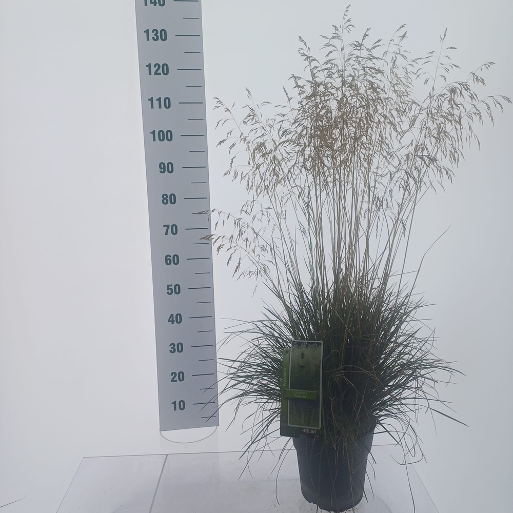 Deschampsia cespitosa 'Goldtau'.