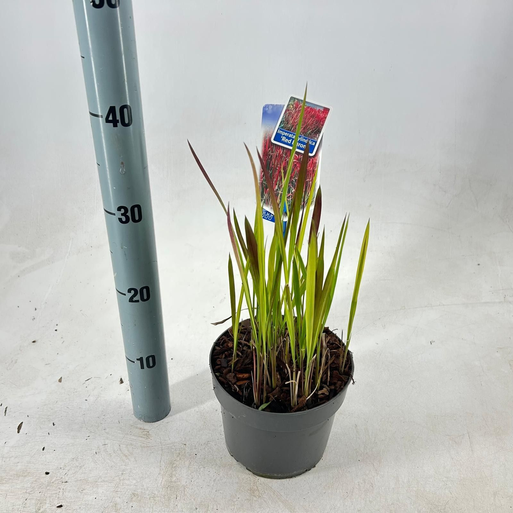 Imperata cylindrica 'Red Baron'.
