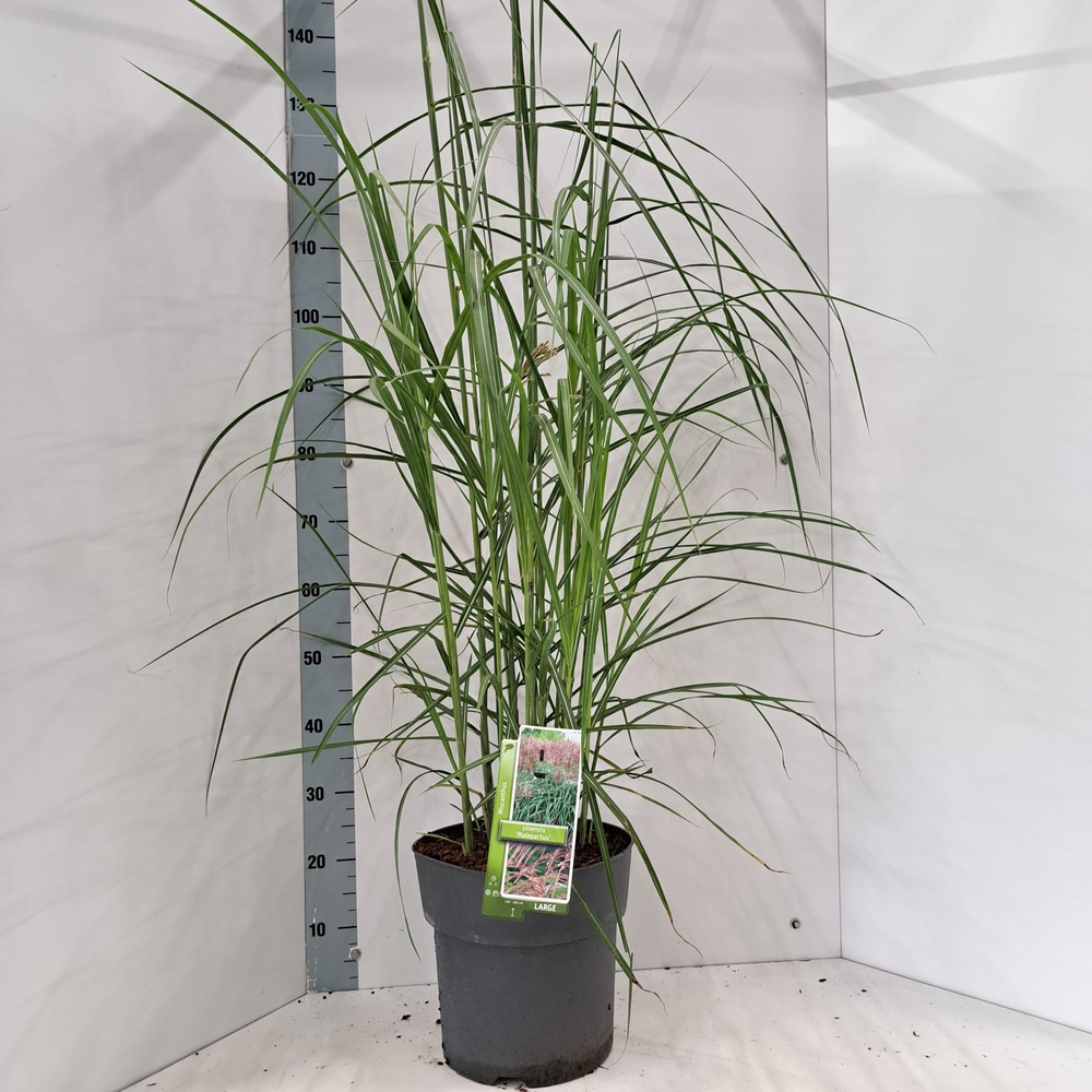 Miscanthus sin. 'Malepartus'.