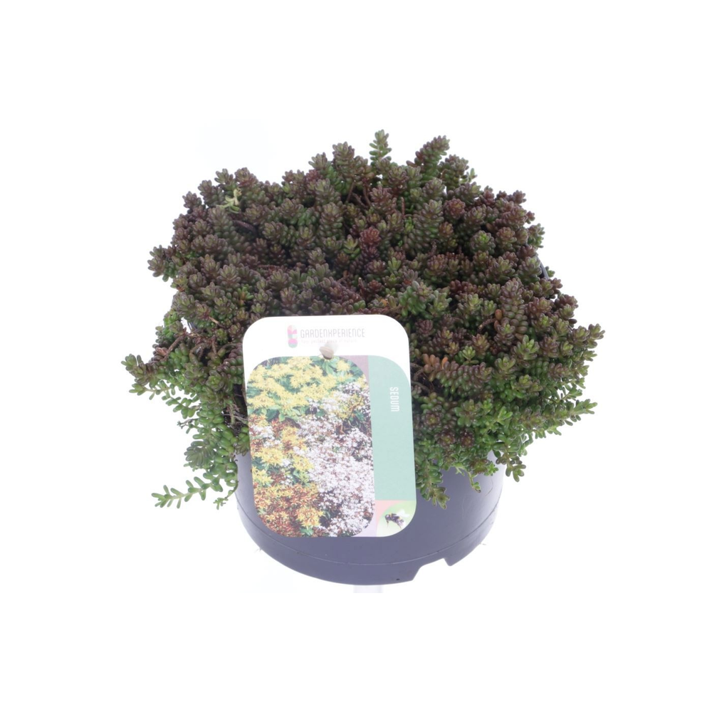 Sedum album Coral Carpet.
