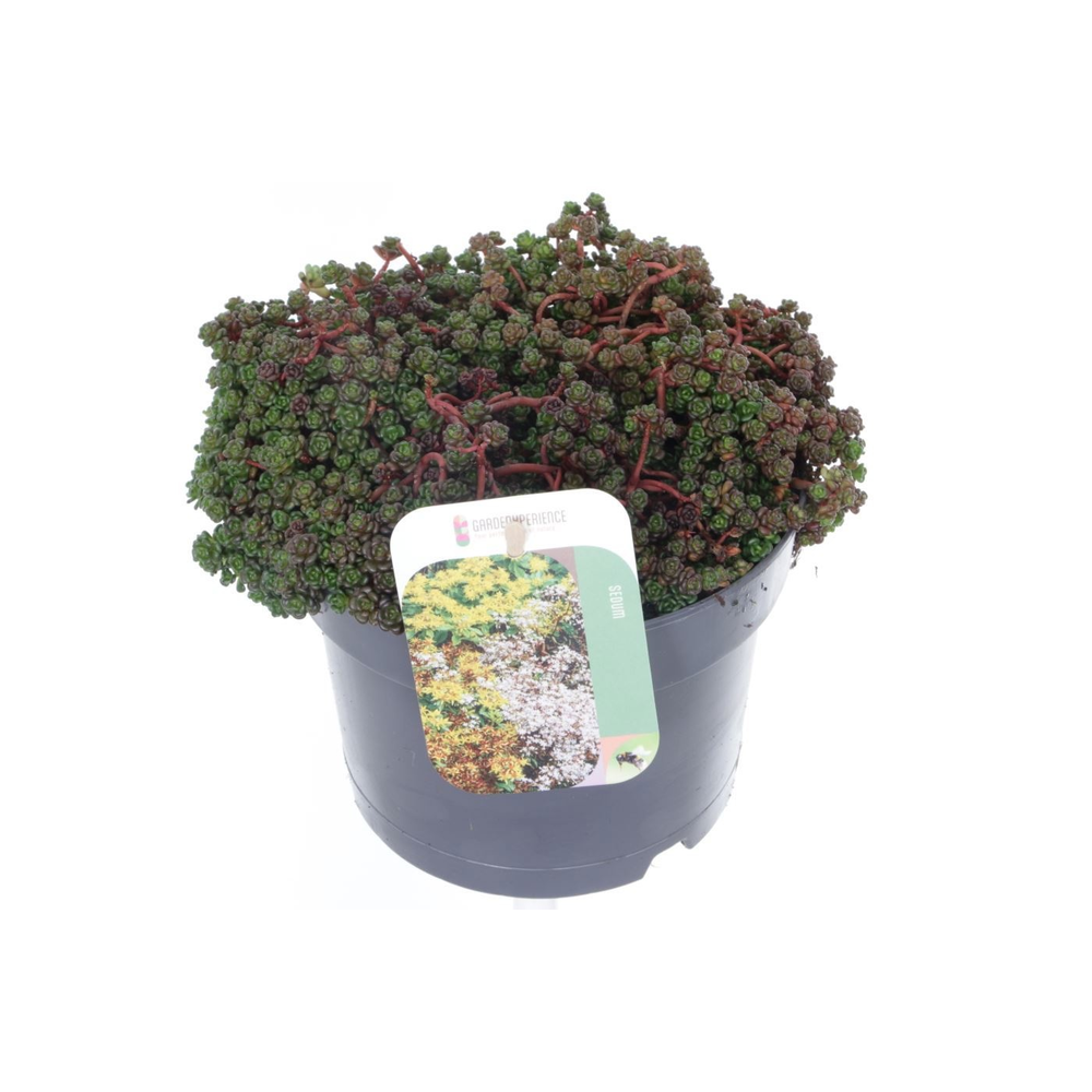 Sedum oreganum.