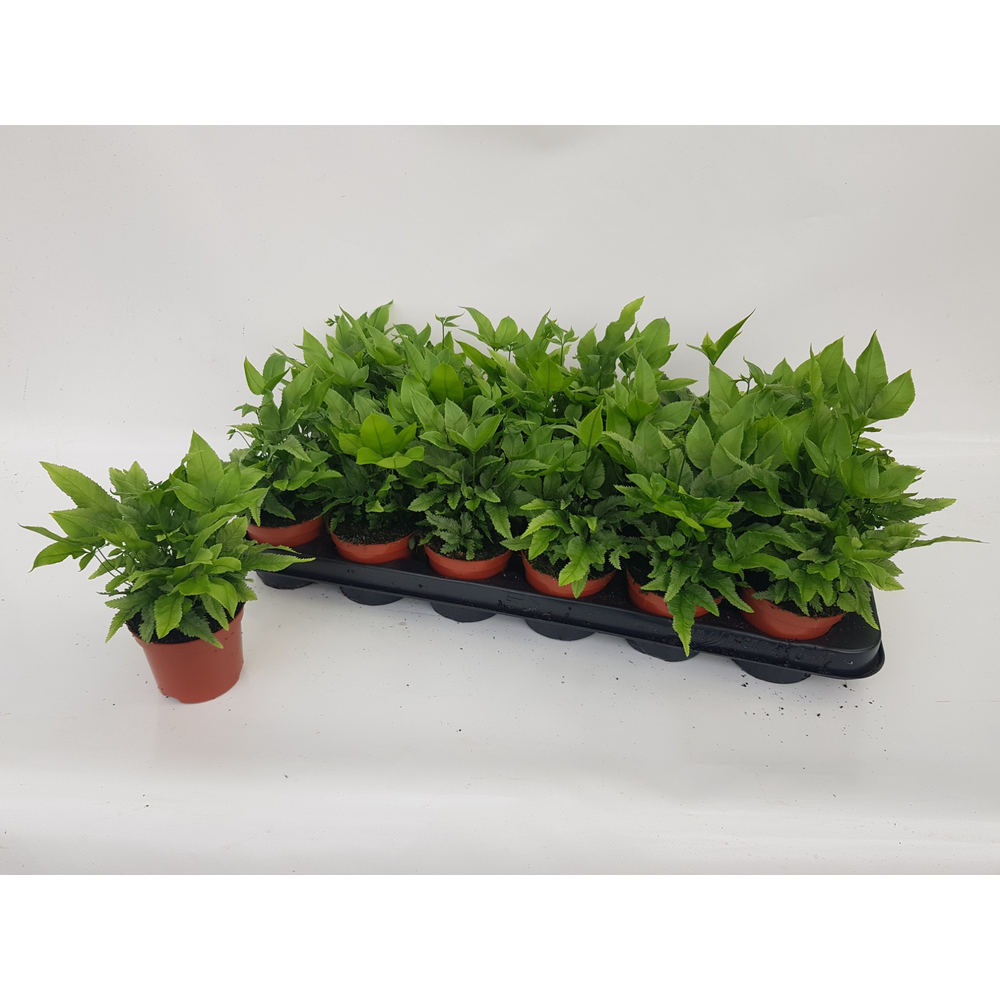 Pteris Cretica 'Parkeri'.