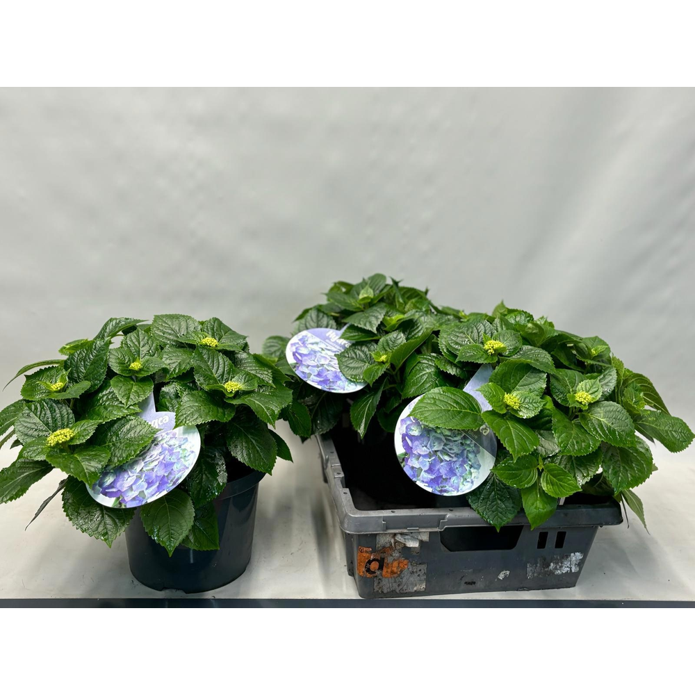 Hydrangea Early Blue.