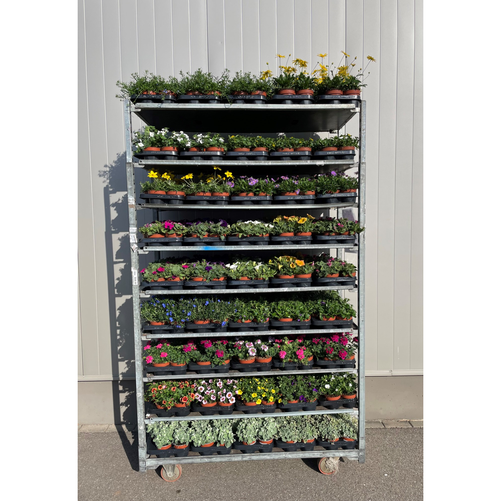 Perkplanten Mixkar 10,5 cm.