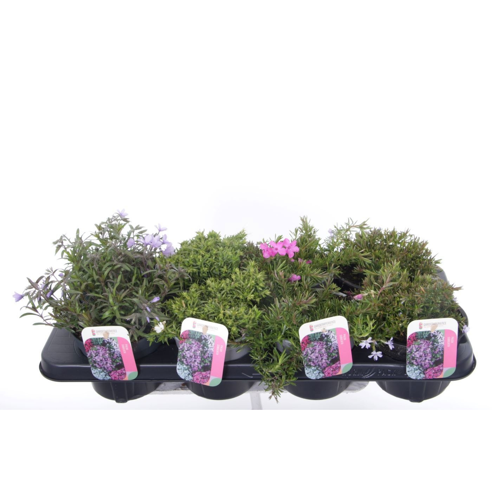 Phlox subulata mixtray.