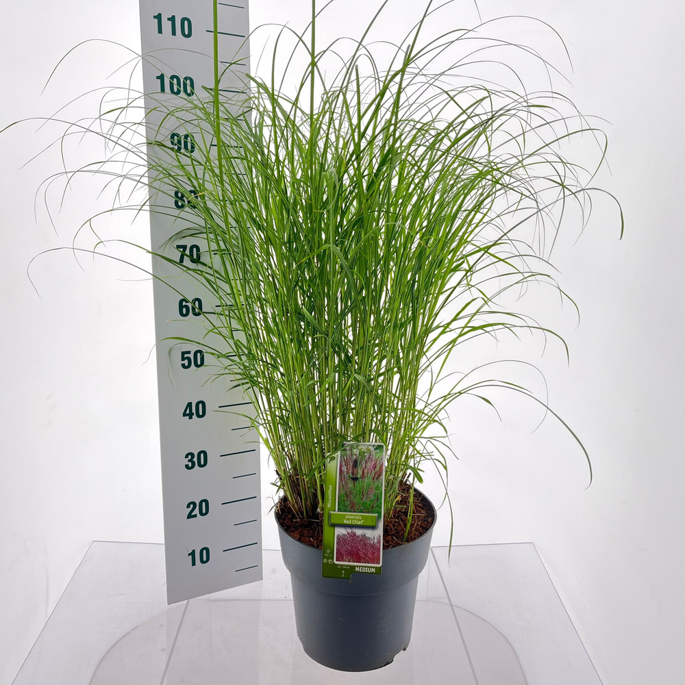 Miscanthus sin. 'Red Chief'.