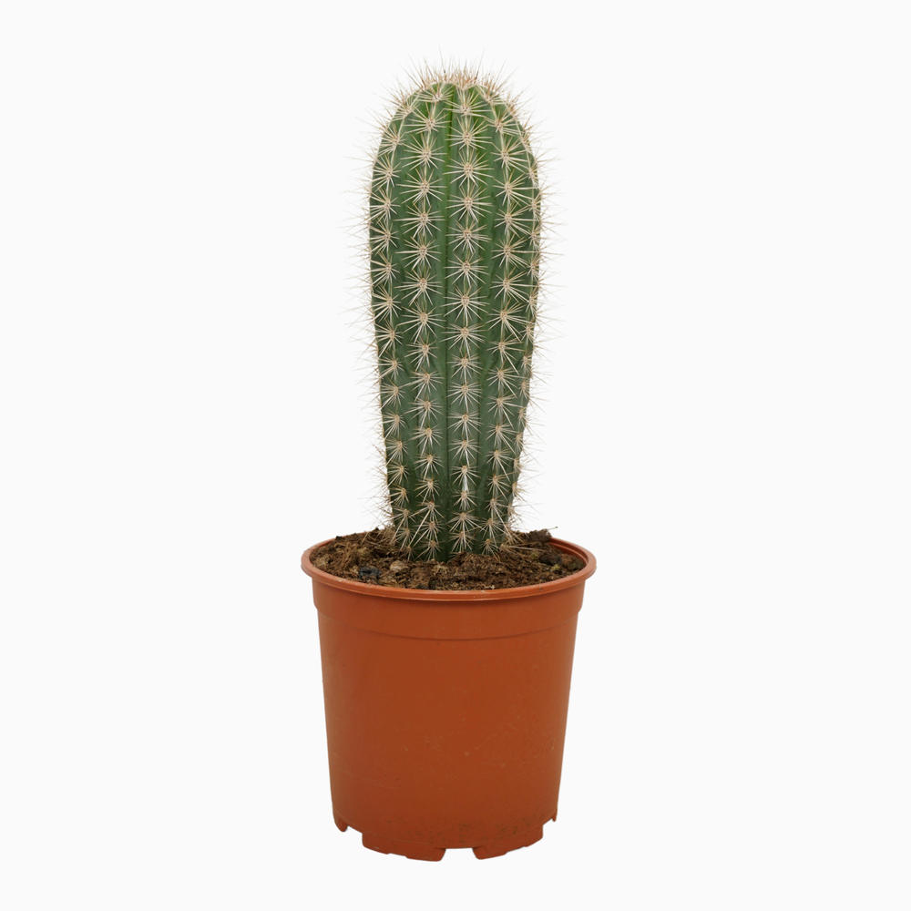 Pachycereus pringlei enkel 21 cm.